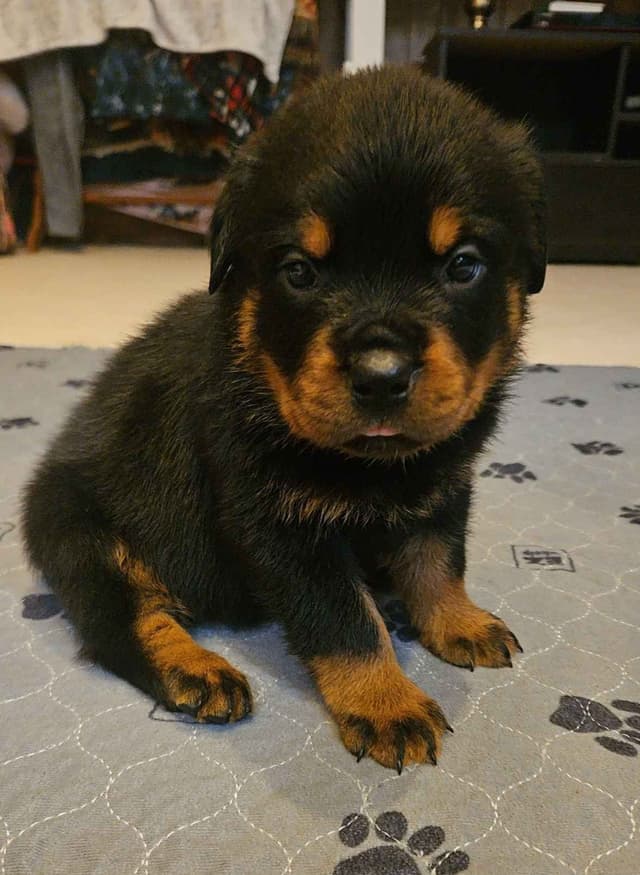 Rottweiler Puppies media 11