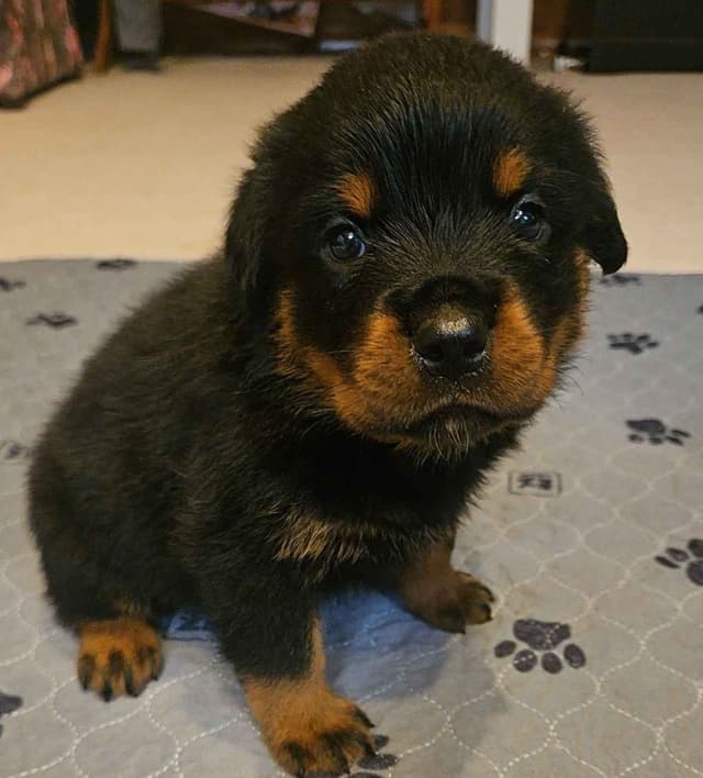 Rottweiler Puppies media 12