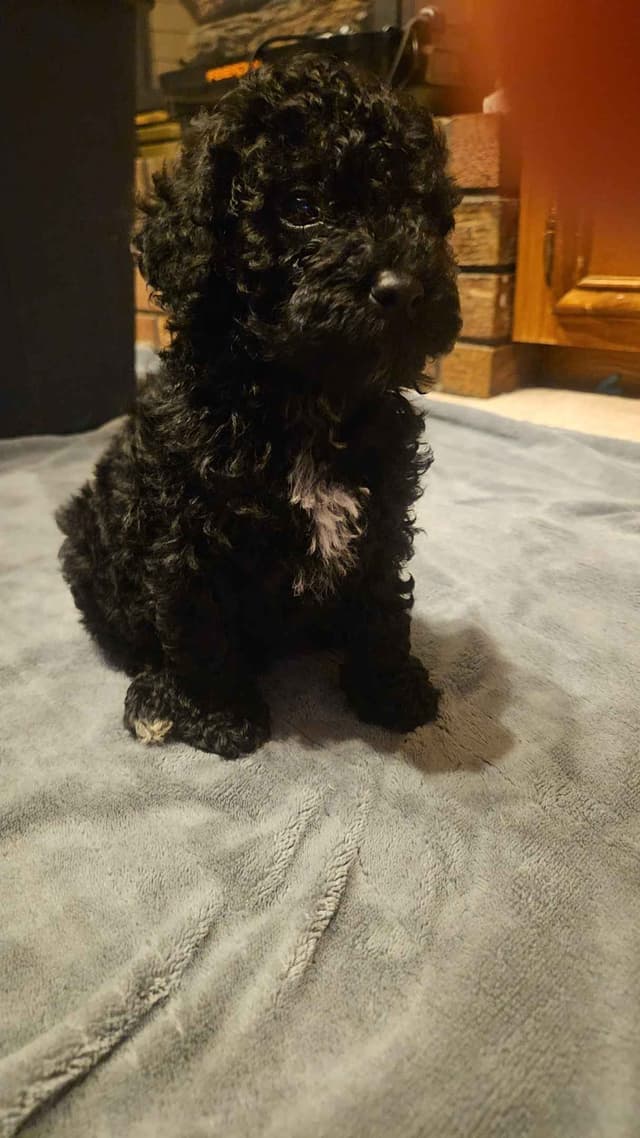 Poodle Puppies media 2