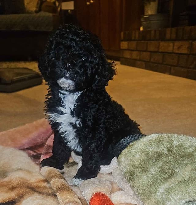 Poodle Puppies media 7