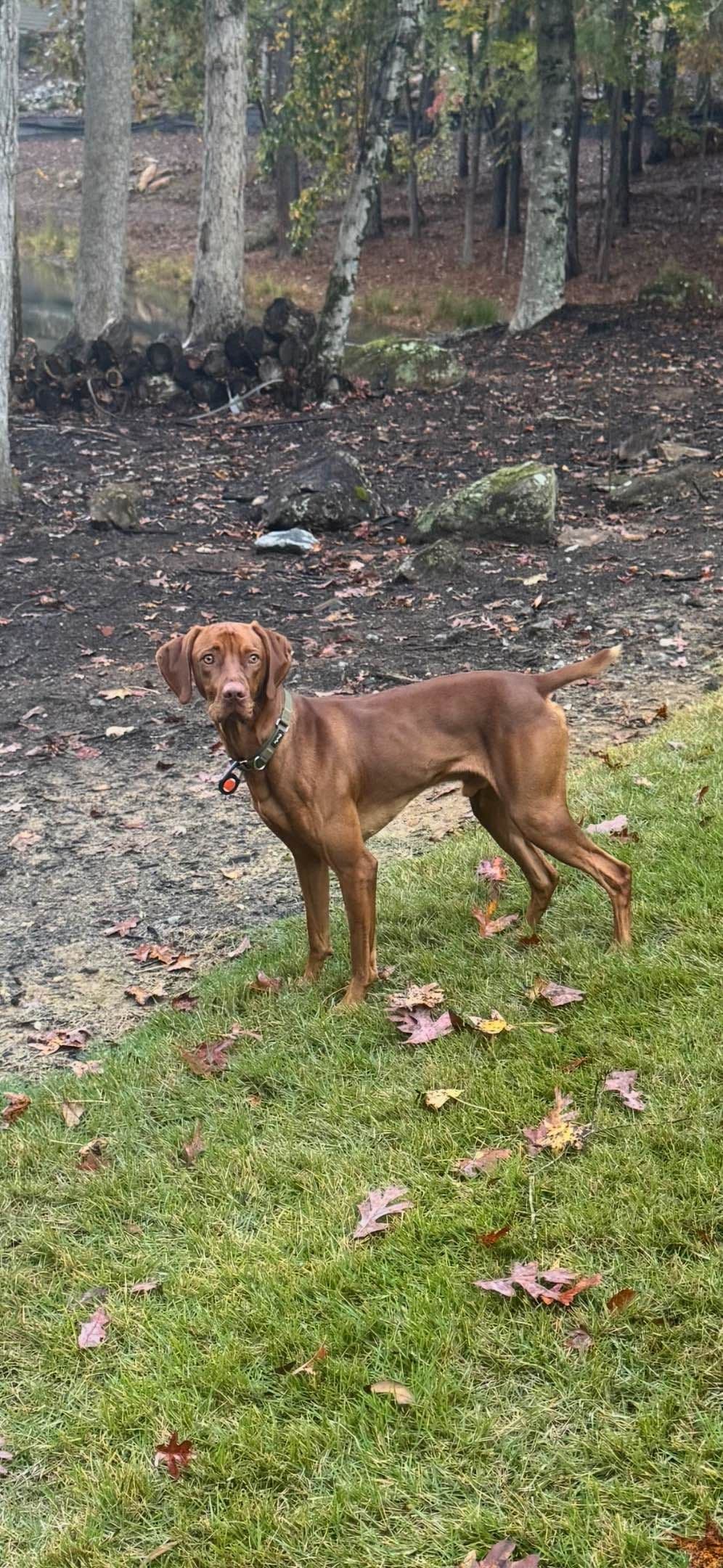 Vizsla Puppies breeder image 1