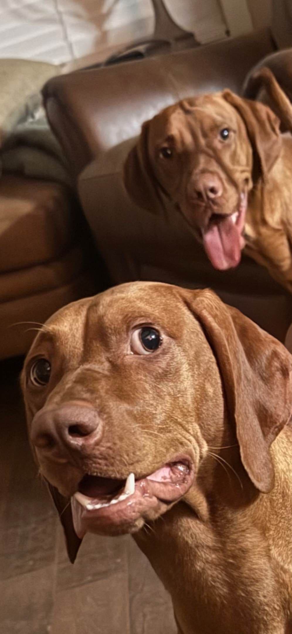 Vizsla Puppies breeder image 3
