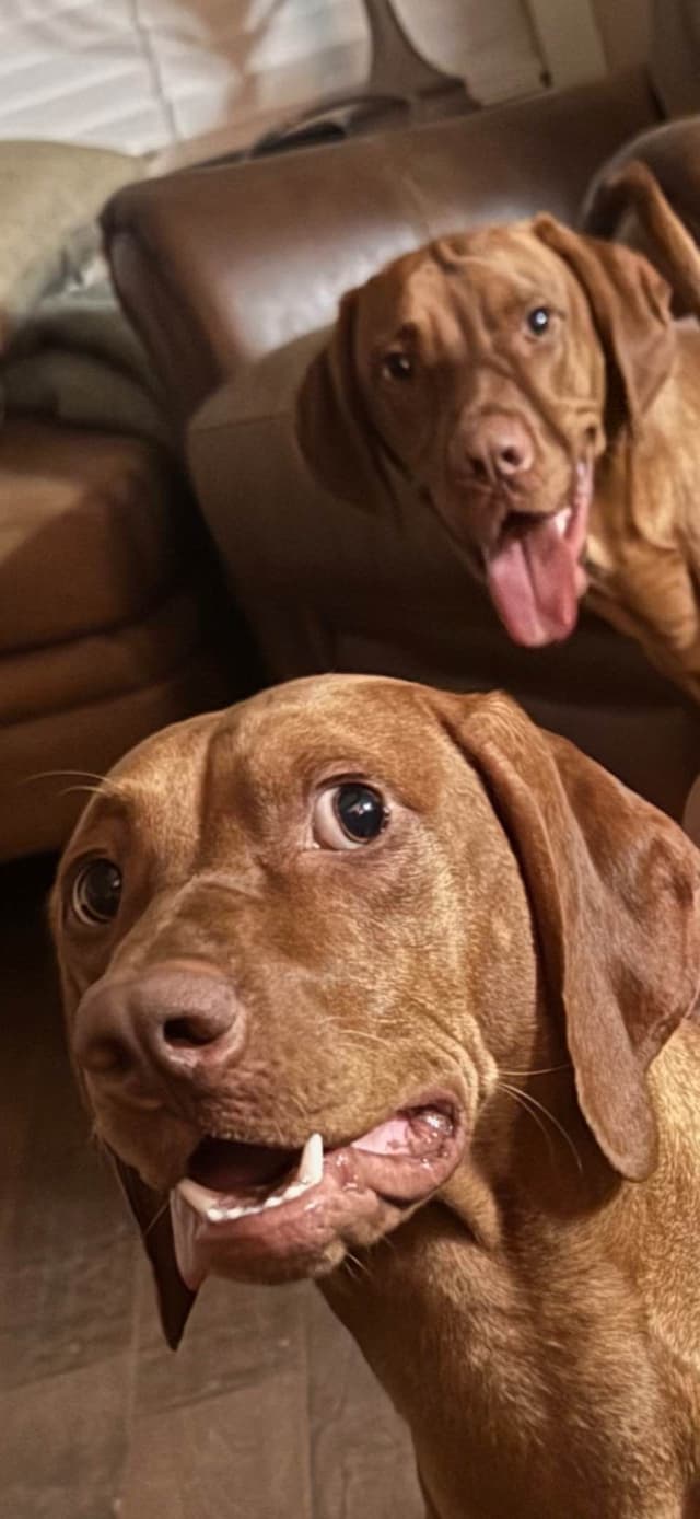 Vizsla Puppies media 2