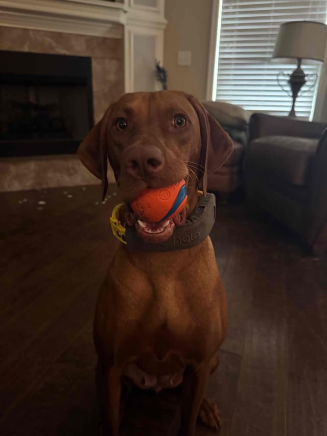 Vizsla Puppies media 3