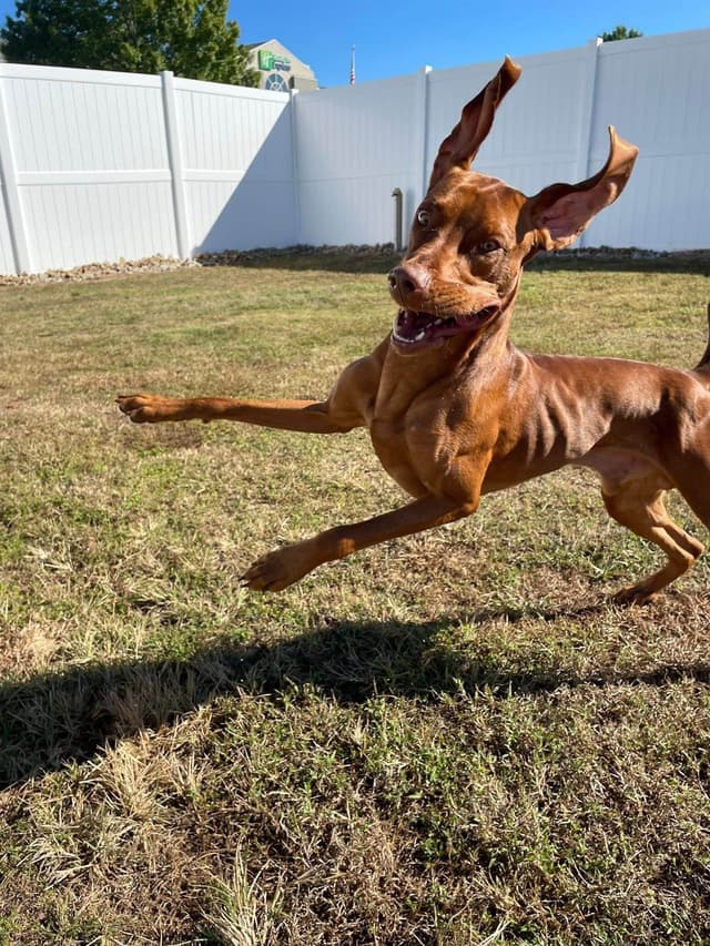 Vizsla Puppies media 4