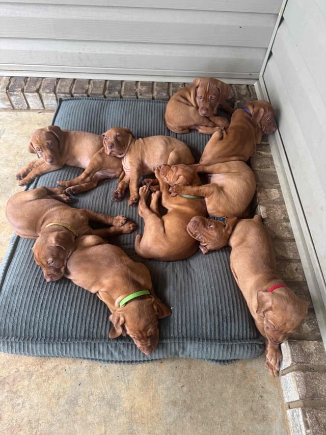 Vizsla Puppies media 5