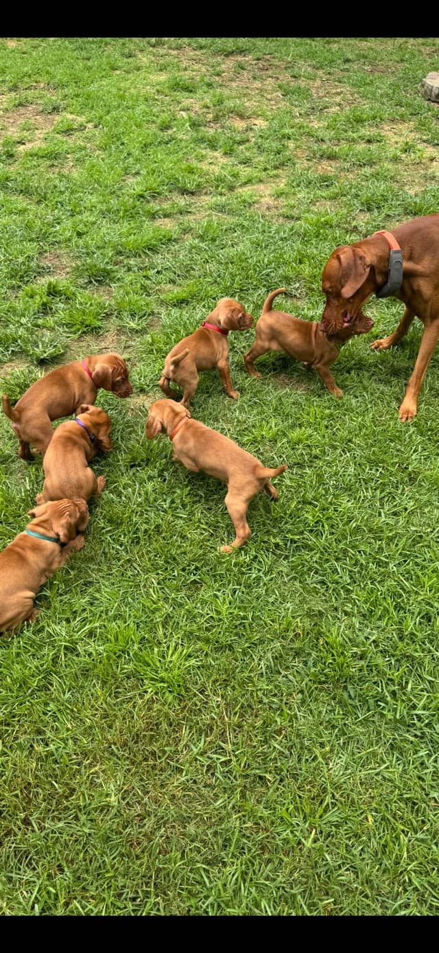Vizsla Puppies media 6