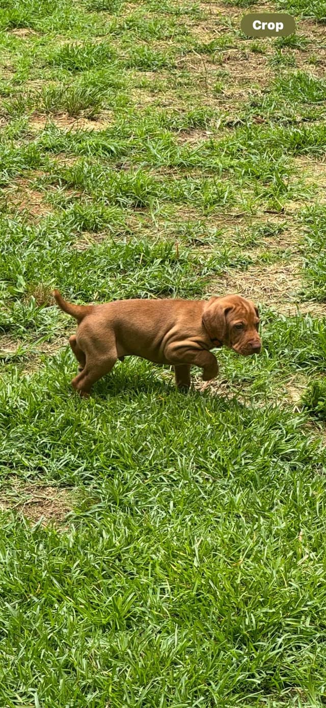 Vizsla Puppies media 7