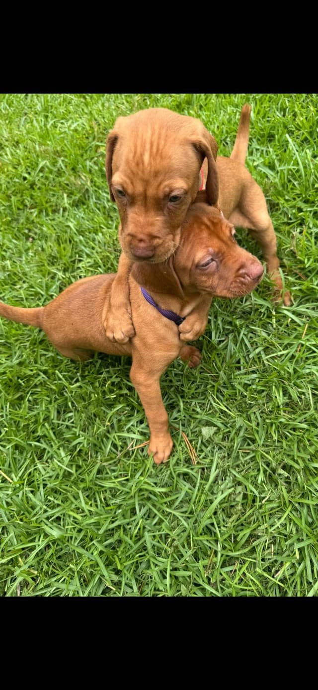 Vizsla Puppies media 8