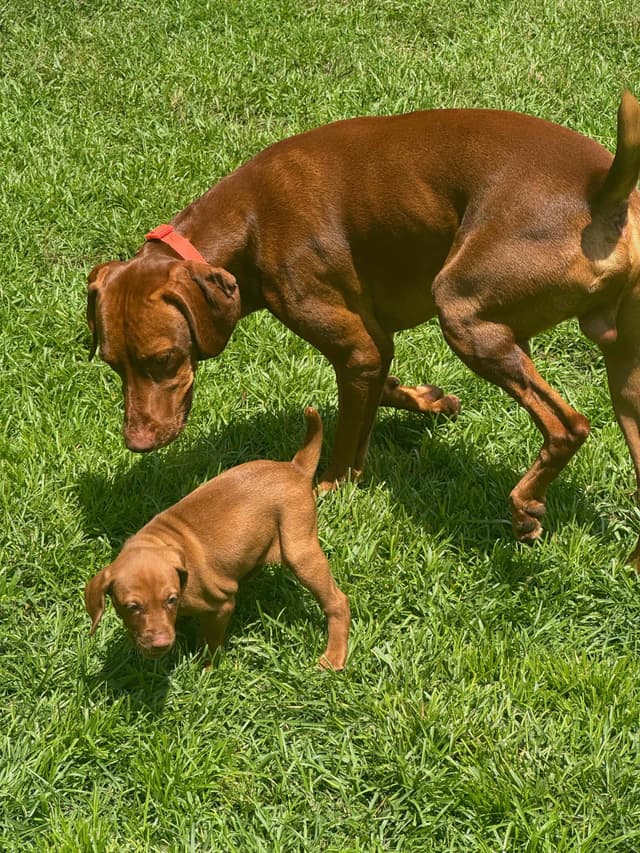 Vizsla Puppies media 9