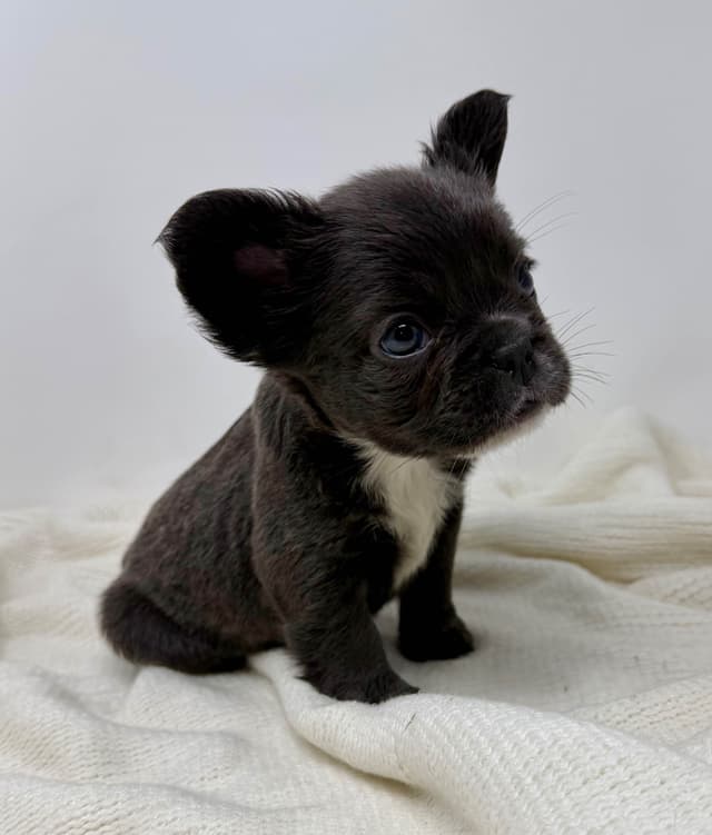 French Bulldog Puppies media 3