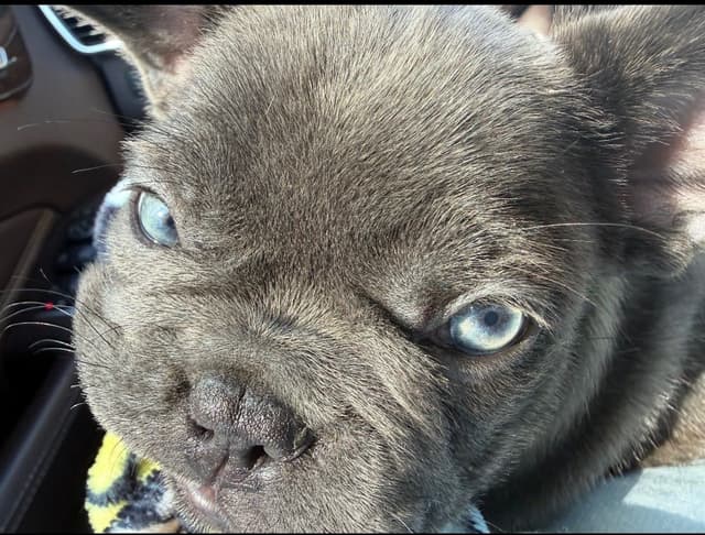 French Bulldog Puppies media 4