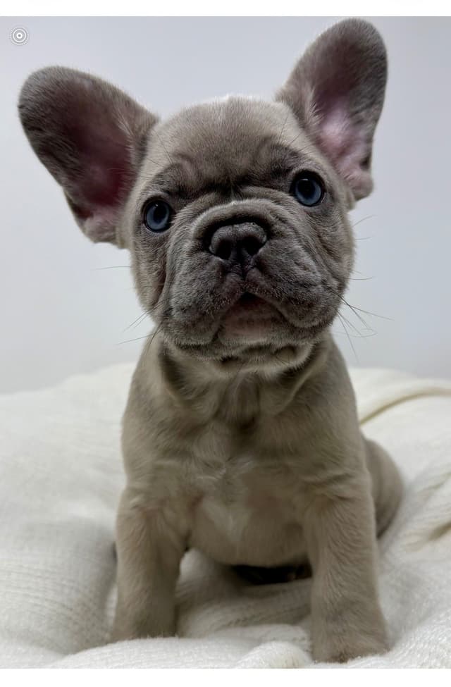 French Bulldog Puppies media 5