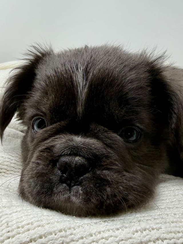 French Bulldog Puppies media 6