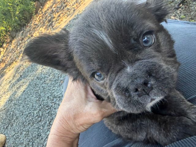 French Bulldog Puppies media 7
