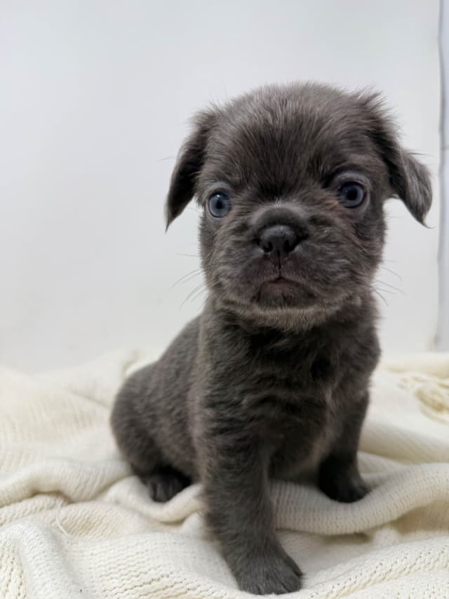 French Bulldog Puppies media 8