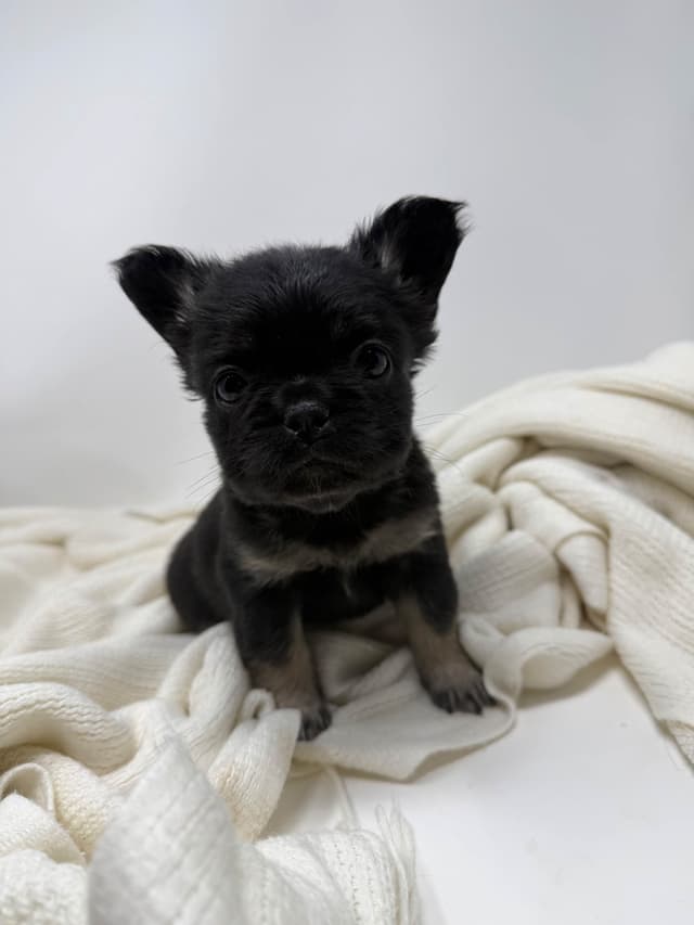 French Bulldog Puppies media 9