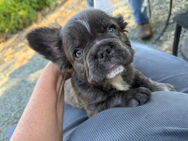 French Bulldog Puppies media 12