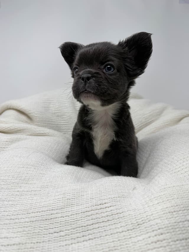 French Bulldog Puppies media 14