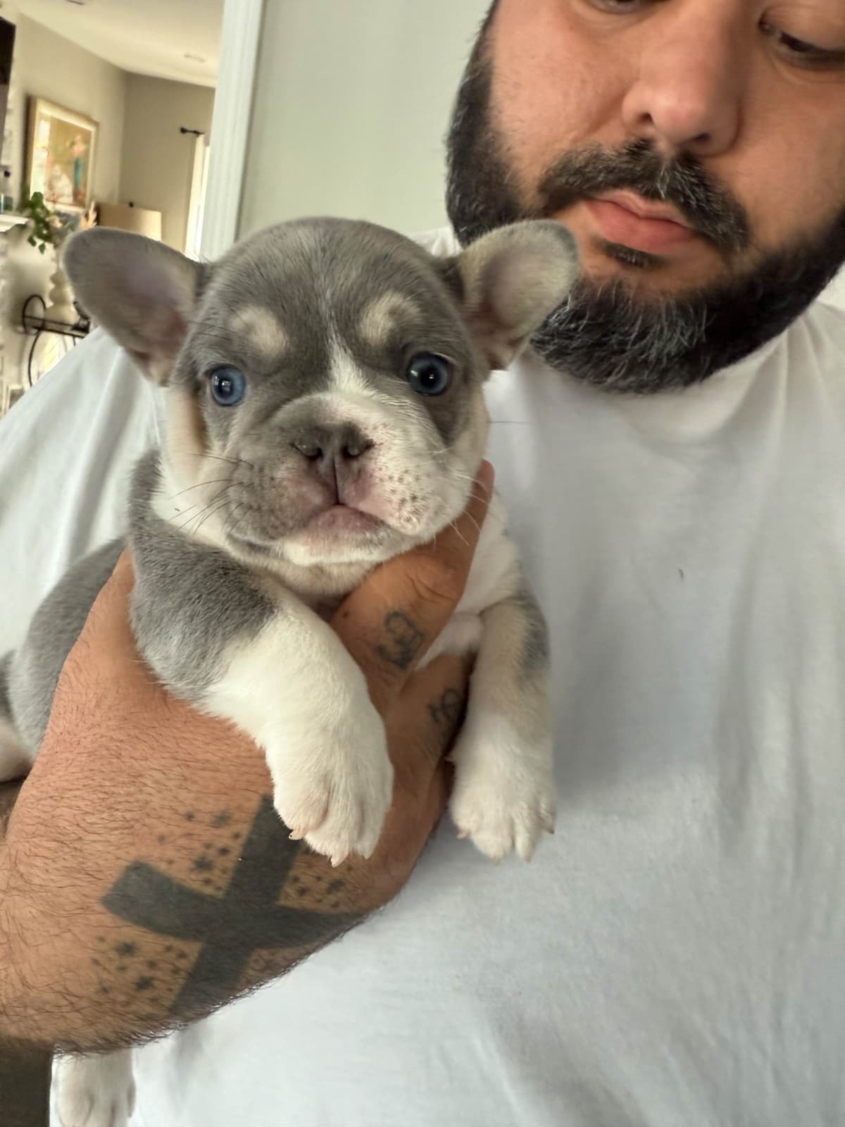 French Bulldog Puppies breeder image 3