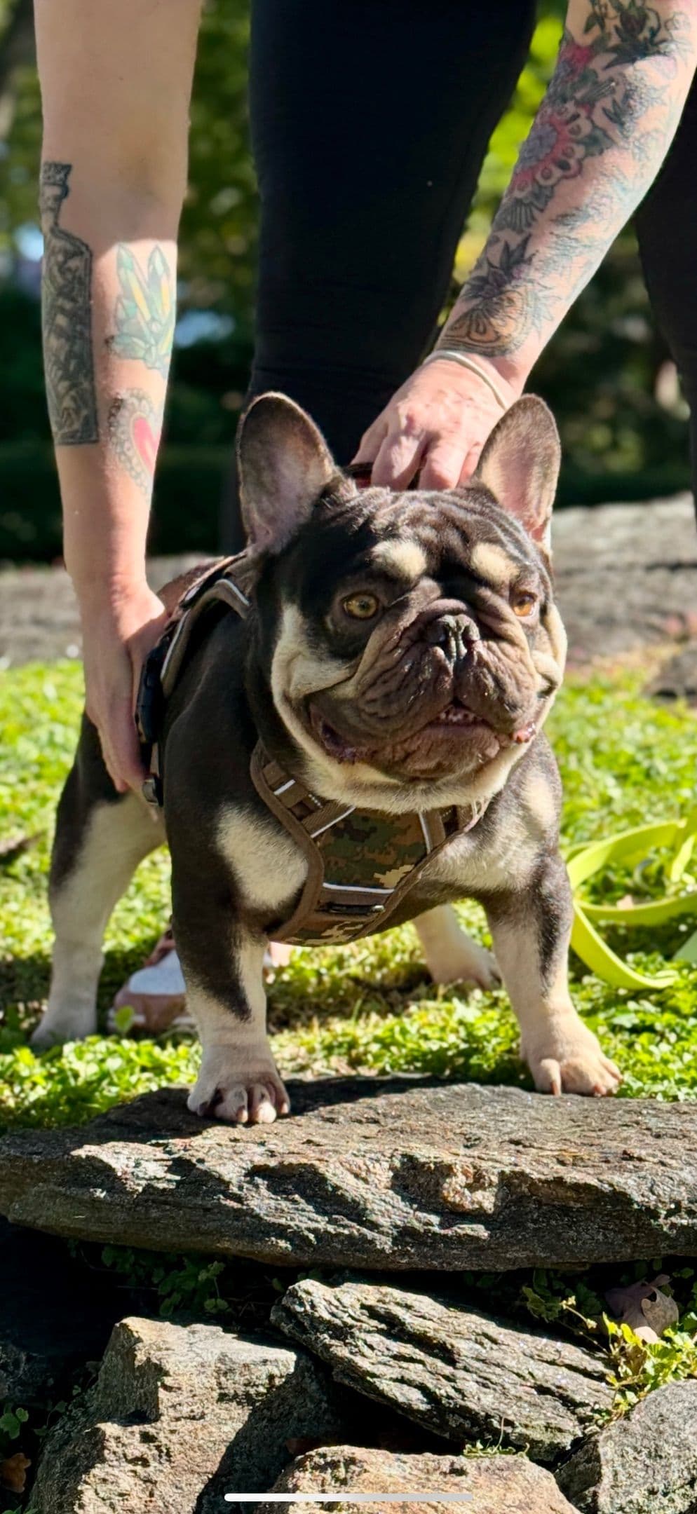 French Bulldog Puppies breeder image 4
