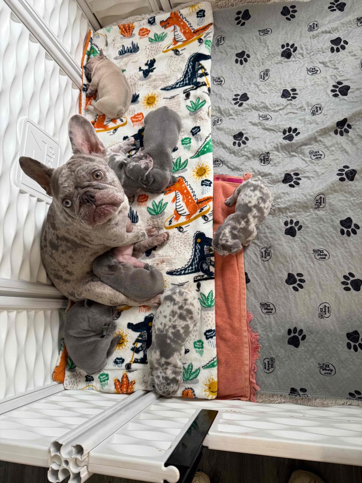 French Bulldog Puppies breeder image 5