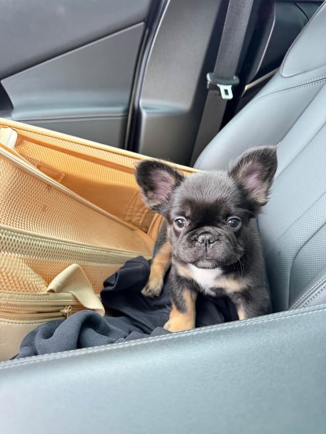 French Bulldog Puppies media 2