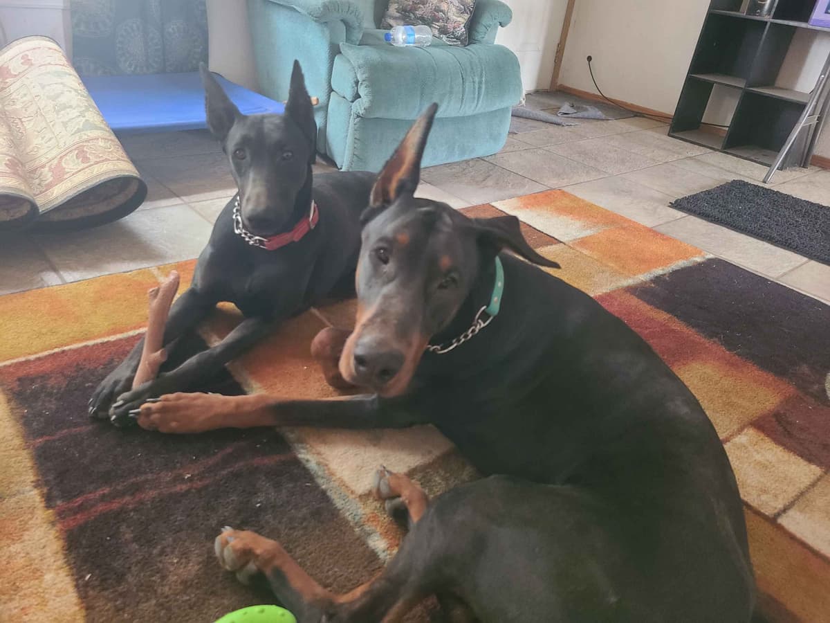 Doberman Pinscher Puppies breeder image 1