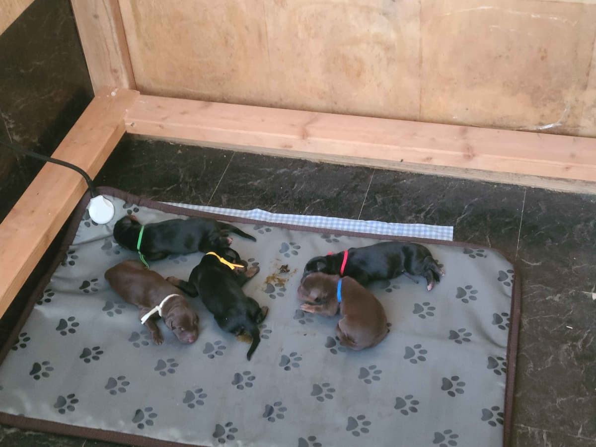 Doberman Pinscher Puppies breeder image 3
