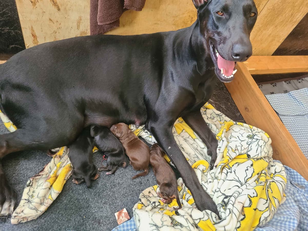 Doberman Pinscher Puppies breeder image 4