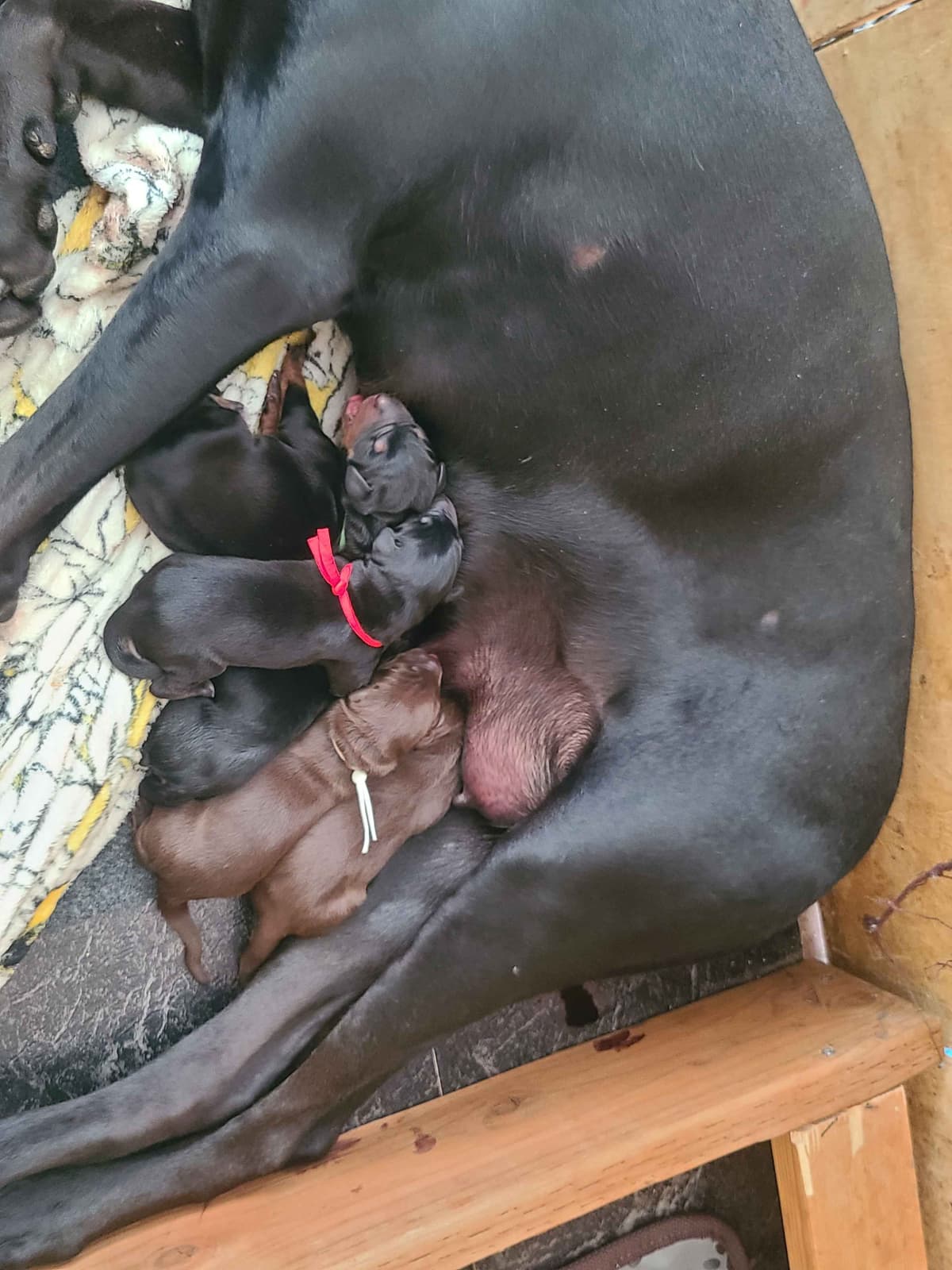 Doberman Pinscher Puppies breeder image 5
