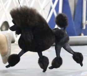 Poodle Puppies breeder image 1