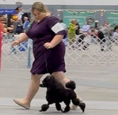 Poodle Puppies breeder image 6