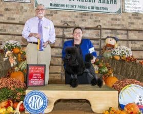 Poodle Puppies breeder image 5