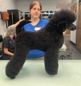 Poodle Puppies breeder image 4