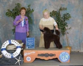 Poodle Puppies breeder image 3