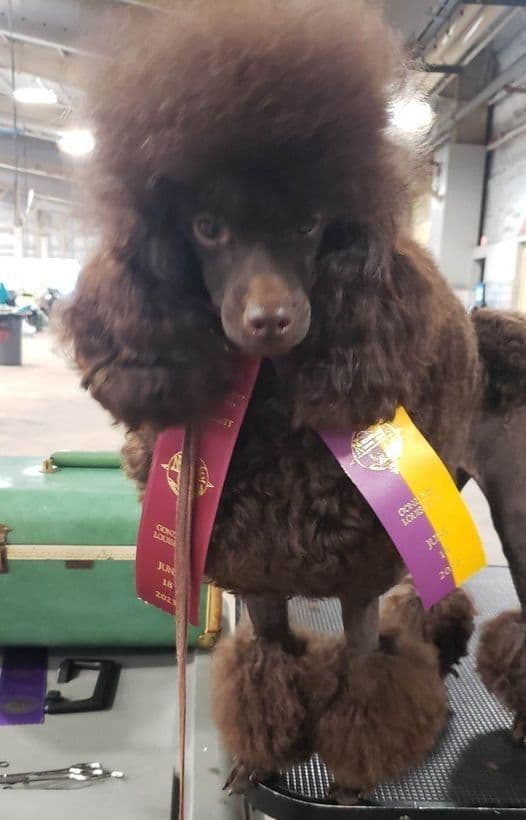 Poodle Puppies breeder image 8