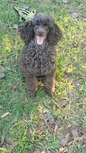 Poodle Puppies breeder image 11