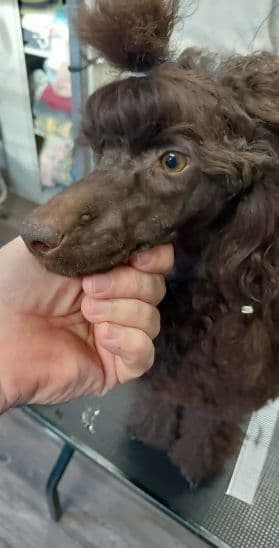 Poodle Puppies breeder image 9