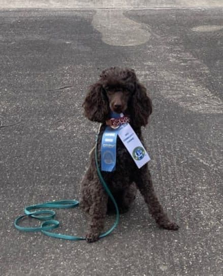 Poodle Puppies breeder image 15