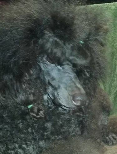 Poodle Puppies breeder image 10