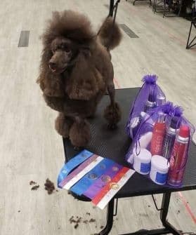 Poodle Puppies breeder image 16