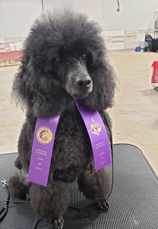 Poodle Puppies breeder image 14