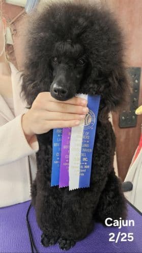 Poodle Puppies breeder image 19