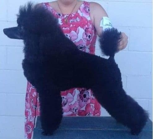 Poodle Puppies breeder image 13