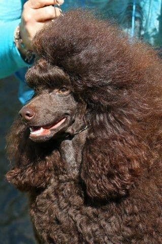 Poodle Puppies breeder image 21