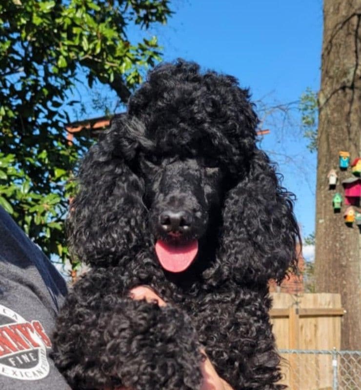Poodle Puppies breeder image 20