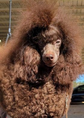 Poodle Puppies breeder image 12
