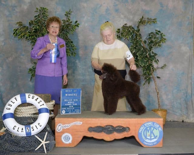 Poodle Puppies breeder image 17