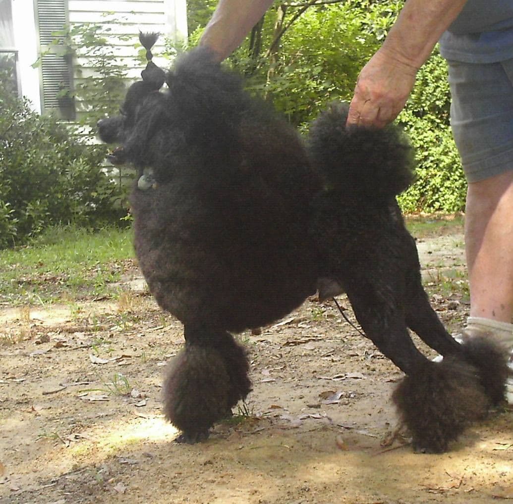 Poodle Puppies breeder image 22